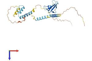 CD74 Protein (AA 1-279) (His tag)