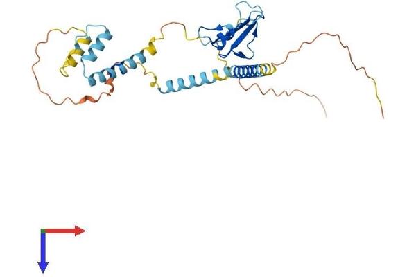 CD74 Protein (AA 1-279) (His tag)