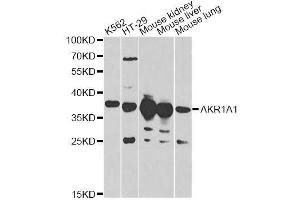 Western blot analysis of extracts of various cell lines, using AKR1A1 antibody. (AKR1A1 Antikörper  (AA 1-325))