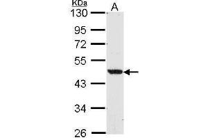 WB Image Sample (30 ug of whole cell lysate) A: A549 10% SDS PAGE antibody diluted at 1:1000 (NR1H2 Antikörper  (N-Term))