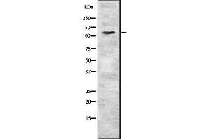 Western blot analysis of KSR1 using HuvEc whole  lysates.