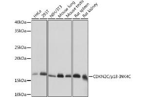 Western Blotting (WB) image for anti-Cyclin-Dependent Kinase Inhibitor 2C (p18, Inhibits CDK4) (CDKN2C) antibody (ABIN7266611)