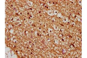 IHC image of ABIN7166319 diluted at 1:245 and staining in paraffin-embedded human brain tissue performed on a Leica BondTM system.