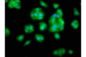 Immunofluorescence staining of HepG2 cells with ABIN7169549 at 1:66, counter-stained with DAPI. (NANS Antikörper  (AA 132-259))