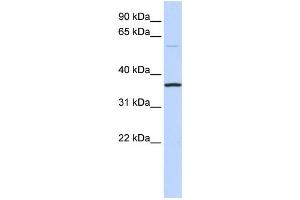 Western Blotting (WB) image for anti-Chromosome 16 Open Reading Frame 46 (C16ORF46) antibody (ABIN2459595) (C16ORF46 Antikörper)