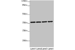 Western blot All lanes: OSGEP antibody at 3. (OSGEP Antikörper  (AA 1-335))