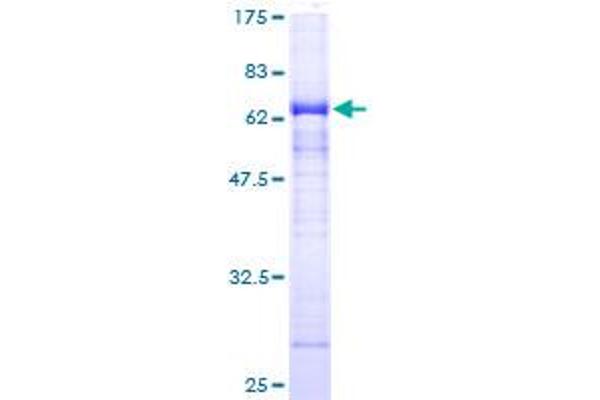 HAT1 Protein (AA 1-334) (GST tag)