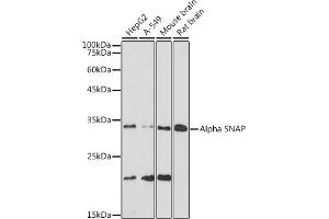 Western blot analysis of extracts of various cell lines, using Alpha SNAP antibody (ABIN7268779) at 1:1000 dilution. (NAPA Antikörper)