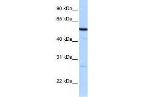 WB Suggested Anti-REEP4 Antibody Titration:  0. (Receptor Accessory Protein 4 Antikörper  (N-Term))