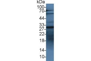 Western Blot; Sample: Human HepG2 cell lysate; Primary Ab: 3µg/ml Rabbit Anti-Bovine IGFBP1 Antibody Second Ab: 0. (IGFBPI Antikörper  (AA 112-263))