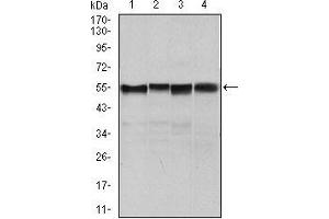Western blot analysis using SLC2A4 mouse mAb against NIH3T3 (1), 3T3L1 (2), MCF-7 (4) cell lysate and Mouse heart (3) tissue lysate. (GLUT4 Antikörper  (AA 224-353))