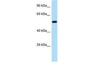 Image no. 1 for anti-Golgi Reassembly Stacking Protein 2, 55kDa (GORASP2) (AA 379-428) antibody (ABIN6747947)
