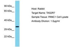 Image no. 1 for anti-Taste Receptor, Type 2, Member 7 (TAS2R7) (AA 155-204) antibody (ABIN6750604)