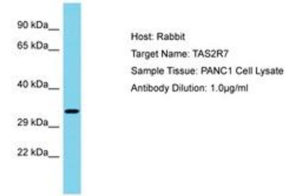 TAS2R7 antibody  (AA 155-204)