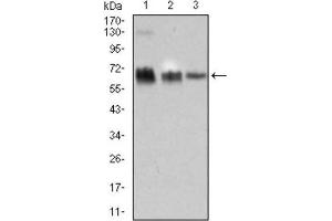 Western Blotting (WB) image for anti-TRAF-Type Zinc Finger Domain Containing 1 (TRAFD1) (AA 401-582) antibody (ABIN1845342) (TRAFD1 Antikörper  (AA 401-582))