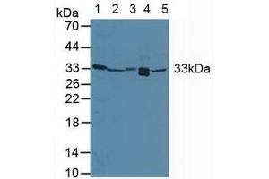 Western blot analysis of (1) Human Placenta Tissue, (2) Mouse Liver Tissue, (3) Mouse Kidney Tissue, (4) Mouse Lung Tissue and (5) Mouse Spleen Tissue. (GADD45A Antikörper  (AA 1-165))