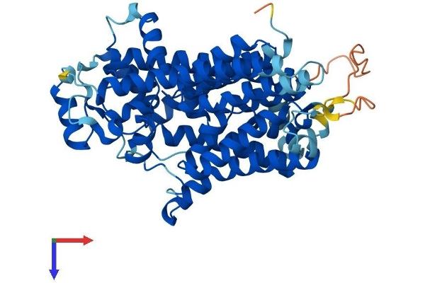 PIGV Protein (AA 1-493) (His tag)