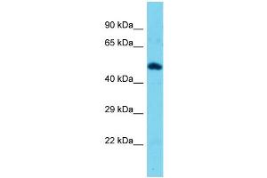 Host: Rabbit  Target Name: Tekt3  Sample Tissue: Mouse Muscle lysates  Antibody Dilution: 1. (Tektin 3 Antikörper  (N-Term))