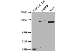 Immunoprecipitating PIK3CB in K562 whole cell lysate Lane 1: Rabbit control IgG instead of ABIN7127763 in K562 whole cell lysate. (Rekombinanter PIK3CB Antikörper)