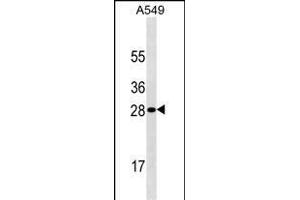 HPRT1 Antibody ABIN1539946 western blot analysis in A549 cell line lysates (35 μg/lane). (HPRT1 Antikörper  (AA 150-178))