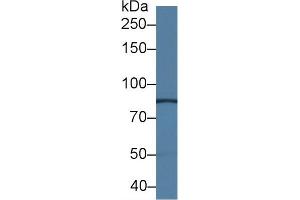Western blot analysis of Mouse Kidney lysate, using Mouse NRP1 Antibody (1.