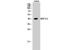 Western Blotting (WB) image for anti-Dual Specificity Phosphatase 1/4 (DUSP1/4) (Lys92) antibody (ABIN3185574)