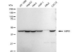 Western blotting analysis using WIPI1 antibody (ABIN7800858).