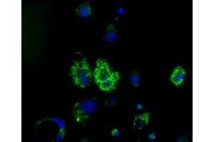 Anti-HIBCH mouse monoclonal antibody (ABIN2453123) immunofluorescent staining of COS7 cells transiently transfected by pCMV6-ENTRY HIBCH (RC209814). (HIBCH Antikörper)