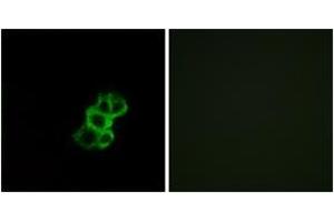 Immunofluorescence (IF) image for anti-Olfactory Receptor, Family 8, Subfamily B, Member 4 (OR8B4) (AA 260-309) antibody (ABIN2891145) (OR8B4 Antikörper  (AA 260-309))