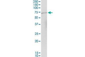 CCT3 MaxPab polyclonal antibody. (CCT3 Antikörper  (AA 1-544))