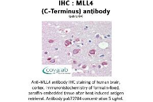 Image no. 1 for anti-Histone-Lysine N-Methyltransferase MLL4 (MLL4) (C-Term) antibody (ABIN1736980) (MLL4 Antikörper  (C-Term))