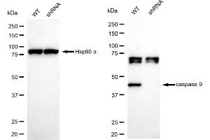 Western blotting analysis using caspase 9 antibody (ABIN7797911).