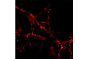 Immunocytochemistry on cultured hippocampus neurons (dilution 1 : 200). (Slc30a3 Antikörper  (AA 2-75))