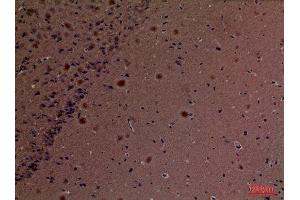Immunohistochemistry (IHC) analysis of paraffin-embedded Mouse Brain, antibody was diluted at 1:100.
