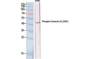 Western Blot (WB) analysis of specific cells using Phospho-Connexin 43 (S368) Polyclonal Antibody. (Connexin 43/GJA1 Antikörper  (pSer368))