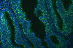 IF analysis of TXNDC5 using anti-TXNDC5 antibody (ABIN7599699).