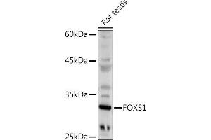 Western blot analysis of extracts of Rat testis, using FOXS1 antibody (ABIN7267251) at 1:500 dilution. (FOXS1 Antikörper  (AA 121-330))