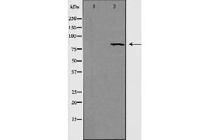 RAD54L Antikörper  (C-Term)