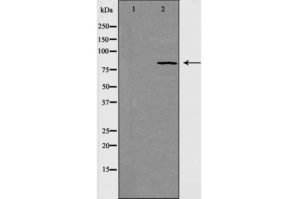 RAD54L Antikörper  (C-Term)