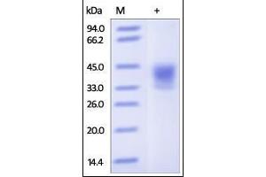 SDS-PAGE (SDS) image for CD38 (AA 43-300) (Active) protein (His tag) (ABIN2180767) (CD38 Protein (AA 43-300) (His tag))