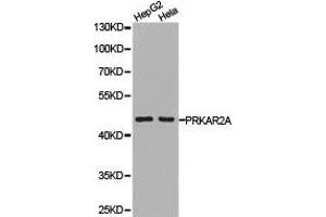 Western Blotting (WB) image for anti-Protein Kinase, CAMP-Dependent, Regulatory, Type II, alpha (PRKAR2A) antibody (ABIN1874287) (PRKAR2A Antikörper)