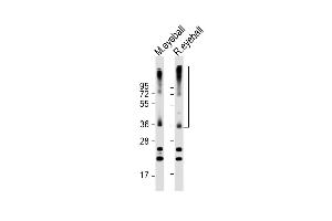 All lanes : Anti-RHO Antibody (C-term) at 1:2000 dilution Lane 1: mouse eyeball lysate Lane 2: rat eyeball lysate Lysates/proteins at 20 μg per lane. (Rho-related GTP-binding protein Antikörper  (C-Term))