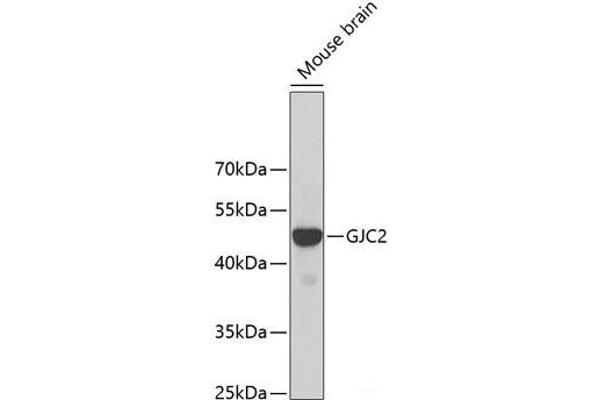 GJC2 Antikörper