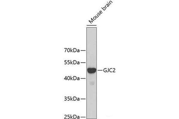 GJC2 anticorps