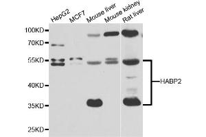 Western blot analysis of extracts of various cell lines, using HABP2 antibody. (HABP2 Antikörper)