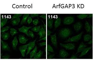 Immunofluorescence Microscopy of Rabbit Anti-ArfGAP3 Antibody. (ARFGAP3 Antikörper)