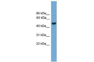WB Suggested Anti-GRAMD3 Antibody Titration:  0. (GRAMD3 Antikörper  (Middle Region))
