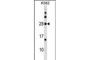 MOG Antibody (Center) (ABIN1538645 and ABIN2849626) western blot analysis in K562 cell line lysates (35 μg/lane). (MOG Antikörper  (AA 82-109))
