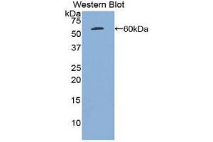 Western Blotting (WB) image for anti-Plasminogen Activator, Tissue (PLAT) (AA 311-562) antibody (ABIN1860843) (PLAT Antikörper  (AA 311-562))