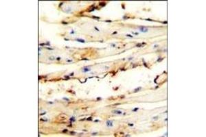 CRCT1 antibody (N-term) (ABIN653986 and ABIN2843928) immunohistochemistry analysis in formalin fixed and paraffin embedded mouse heart tissue followed by peroxidase conjugation of the secondary antibody and DAB staining. (CRCT1 Antikörper  (N-Term))